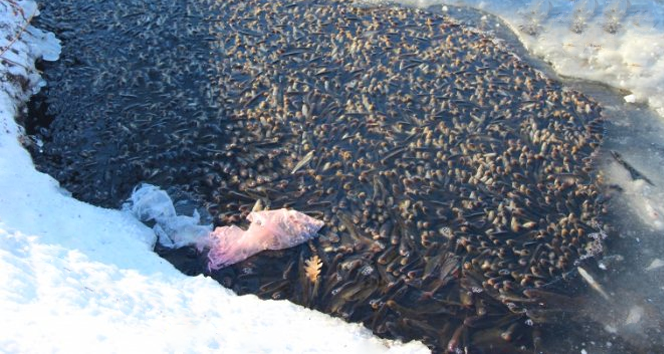Как на водоеме избежать замора рыбы?