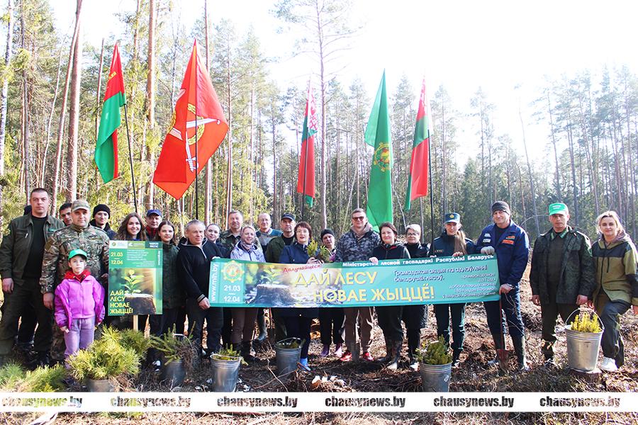 Чаусский район присоединяется к акции «Дай лесу новае жыццё!»