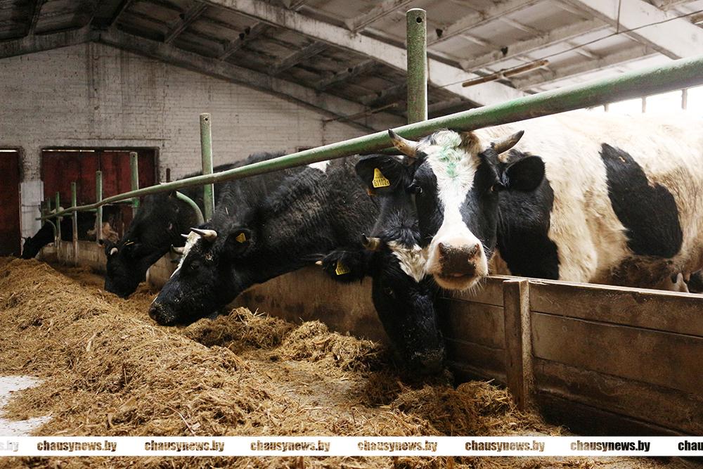 66 уголовных дел в сфере АПК возбуждено сотрудниками МВД с начала 2025-го