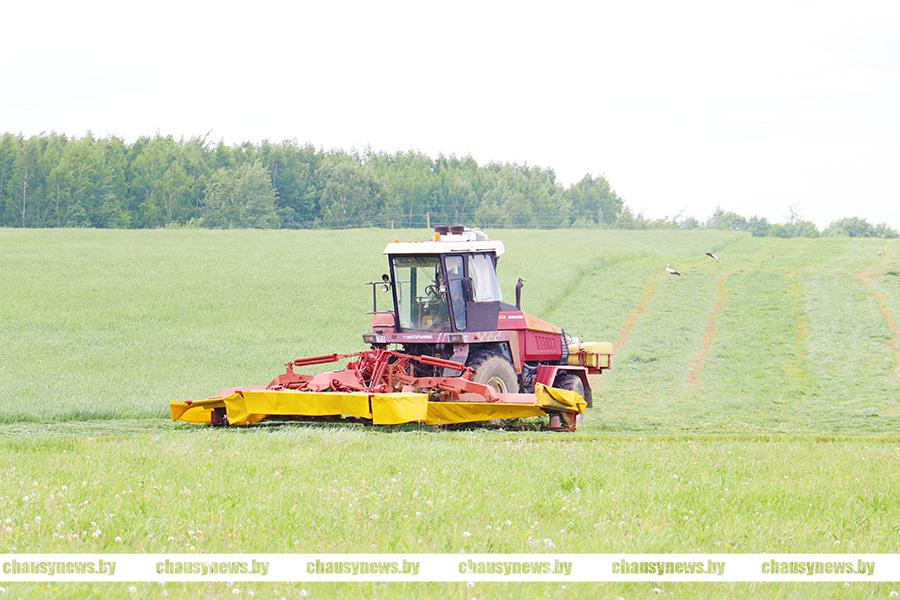 Узнали имена лучших на заготовке кормов в Чаусском районе