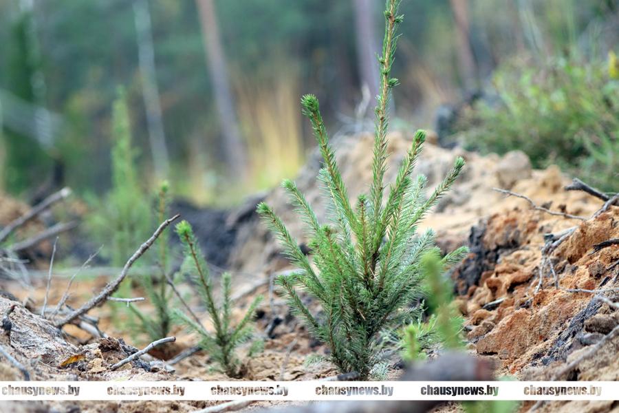 В Чаусском лесхозе рассказали, чем лес отличается от парка