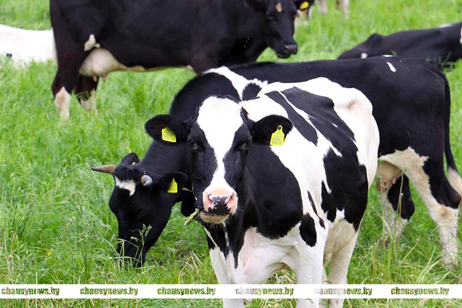 МВД: виновным в гибели около 400 голов крупного рогатого скота грозит до 10 лет