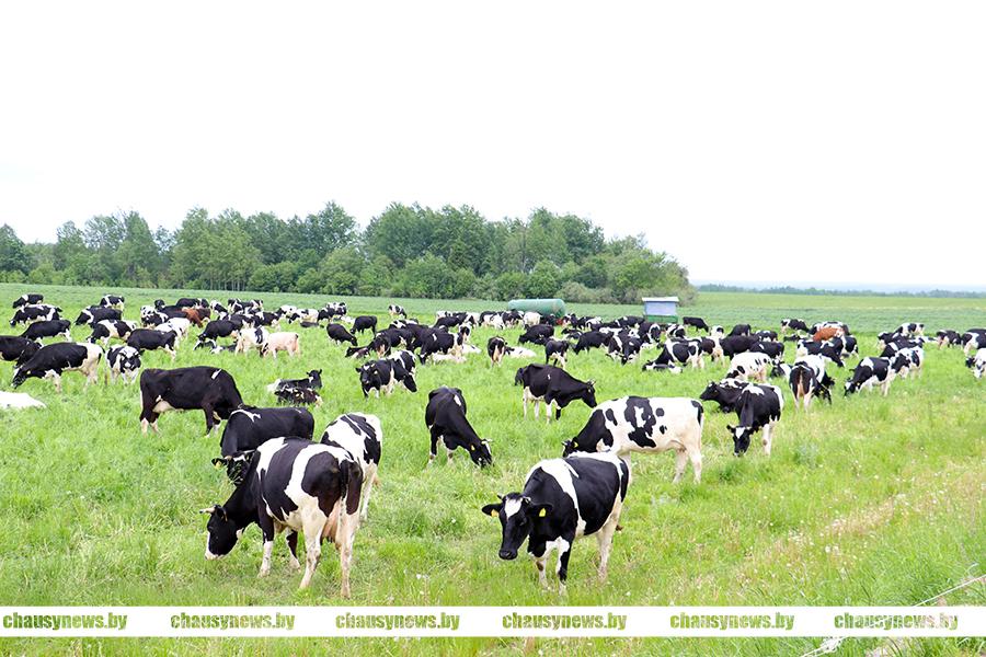 Бесхозяйственность стала причиной гибели 190 голов крупного рогатого скота в районе