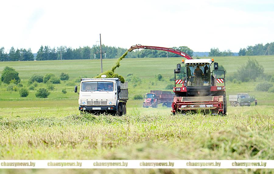 Рассказываем, кто в передовиках на заготовке кормов в Чаусском районе