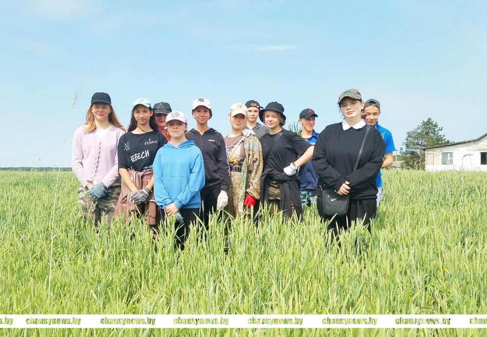 Студенческий отряд «Юность» из Осиновки помогает ОАО «Агросервис» г. Чаусы в видовой прополке зерновых