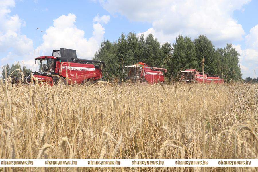 Кто в передовиках на уборке зерновых в Чаусском районе?