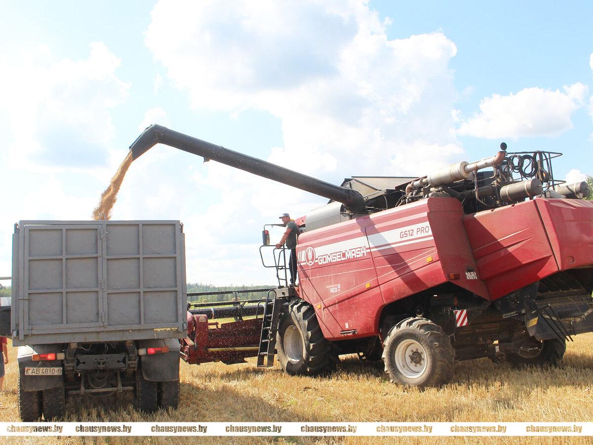 Рассказываем, как в ОАО «Агросервис»г.Чаусы убирают озимую пшеницу