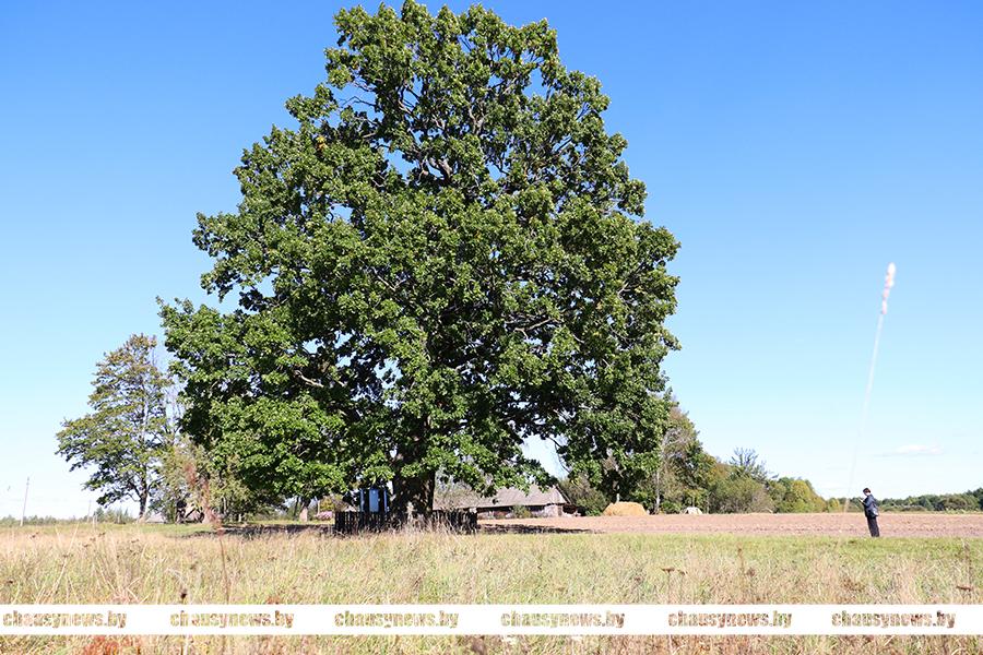 Если хотите, чтобы ваше желание исполнилось, повяжите ленточку на Дуб-великан в деревне Риминка Чаусского района
