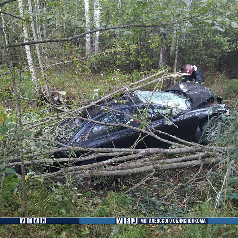 Лось стал причиной смертельного ДТП в Могилевском районе