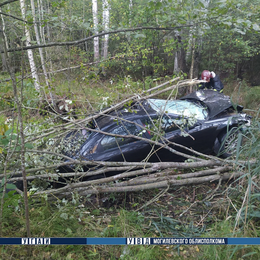 Лось стал причиной смертельного ДТП в Могилевском районе