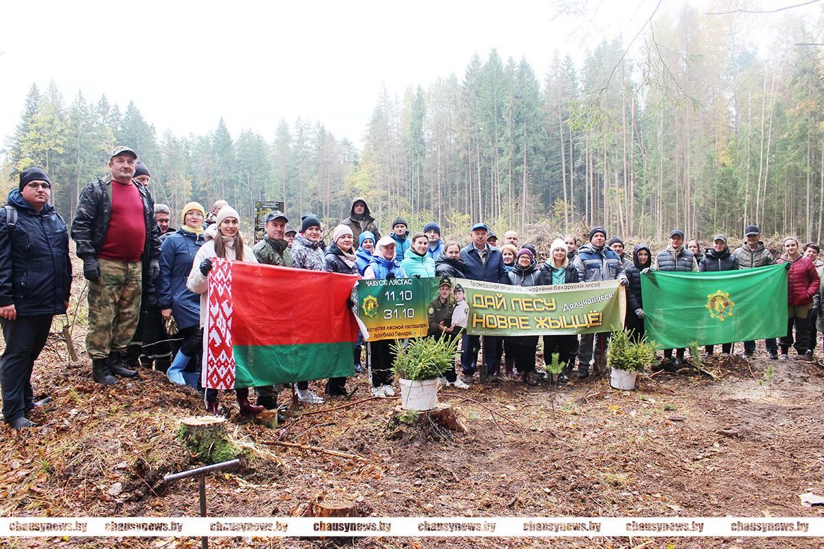 В Чаусском районе продолжается республиканская акция «Дай лесу новае жыццё»