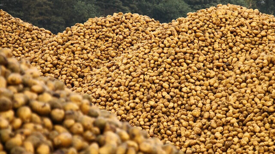 Хватит ли белорусам картошки и яблок в межсезонье?
