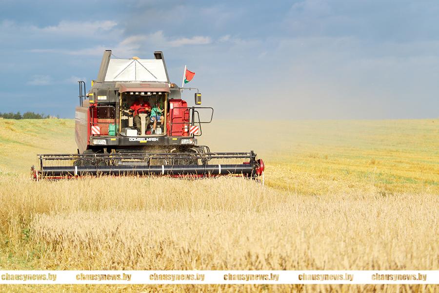 Белорусские аграрии почти выбрались из минуса. Какие результаты в АПК?