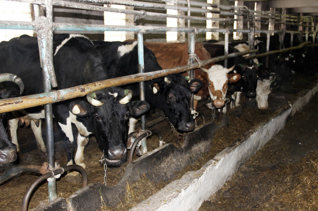 Комитетом госконтроля Могилевской области в ОАО «Рудея Гранд» Чаусского района выявлены нарушения подготовки животноводческих объектов к зимне-стойловому содержанию КРС