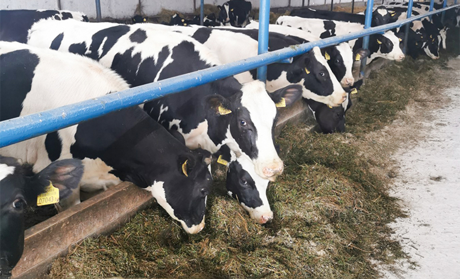 Давала незаконные указания о сокрытии падежа крупного рогатого скота: прокуратура  поддержала гособвинение в суде