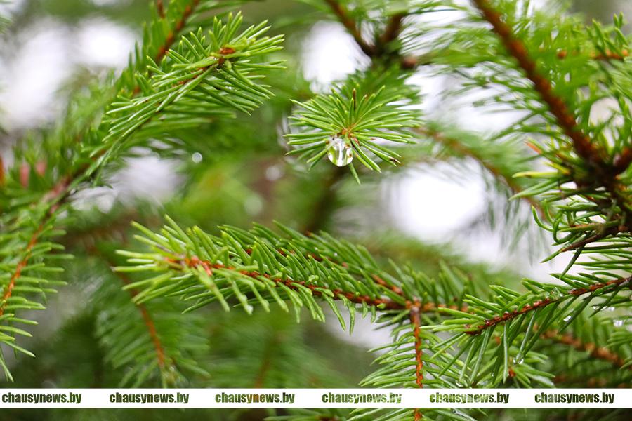 Что с радиацией в чаусских лесах? Рассказываем подробности