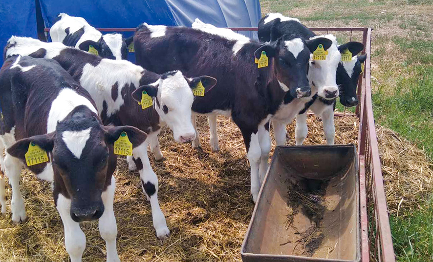 На предприятии АПК в Глубокском районе скрыли падеж 275 голов КРС