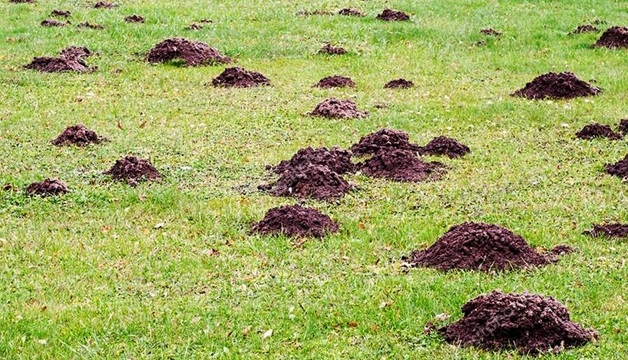 Кроты на дачах в Беларуси активизировались: как спасти участок и не потерять урожай