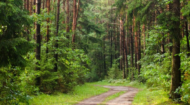 В каких района Беларуси действует запрет на посещение лесов?