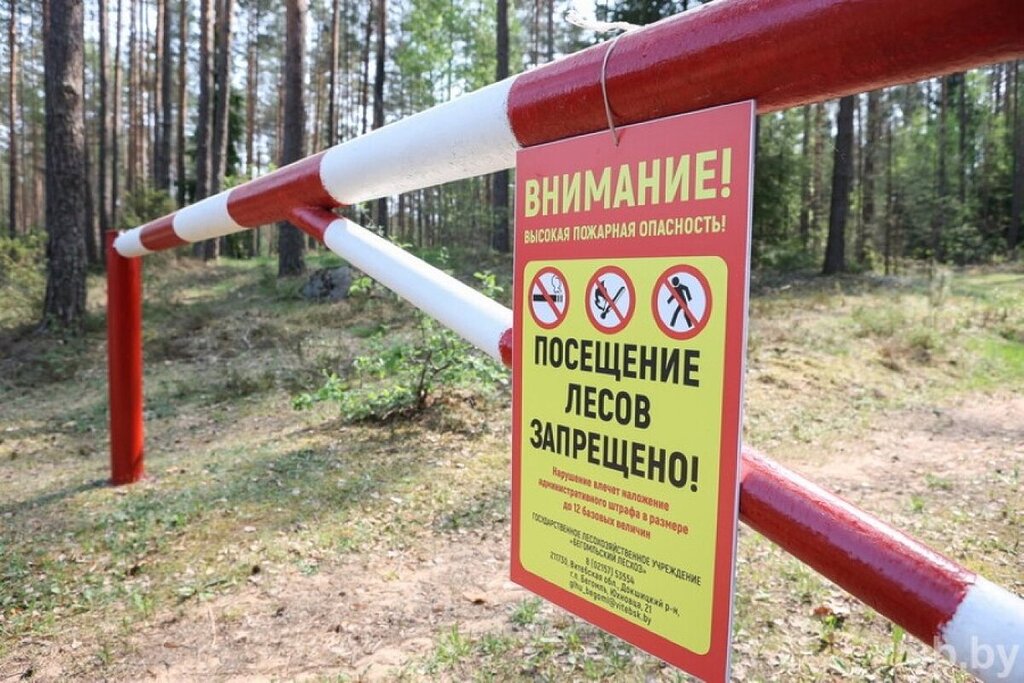 Ограничения на посещение лесов введены по всей Беларуси
